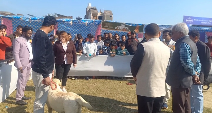 डॉग शो में पहुंचे विभिन्न नस्लों के कुत्ते, बड़ी संख्या में इकठ्ठा हुए डॉग लवर्स