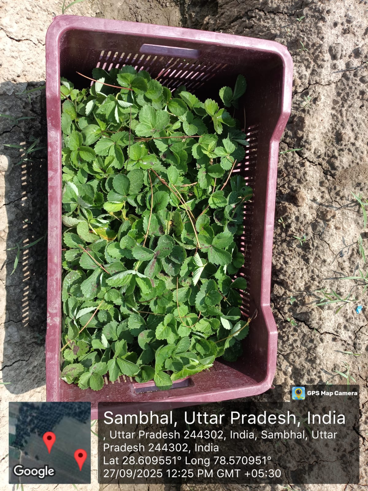 सम्भल में स्ट्रॉबेरी की खेती को मिलेगा बढ़ावा, 10 हेक्टेयर का लक्ष्य निर्धारित*  *सामान्य एवं अन्य पिछड़ा वर्ग के कृषकों के लिए 7 हेक्टेयर तथा अनुसूचित जाति/जनजाति के कृषकों के लिए 3 हेक्टेयर लक्ष्य निर्धारित*  *पहले आओ, पहले पाओ के आधार पर पंजीकरण के क्र