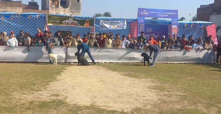 डॉग शो में पहुंचे विभिन्न नस्लों के कुत्ते, बड़ी संख्या में इकठ्ठा हुए डॉग लवर्स