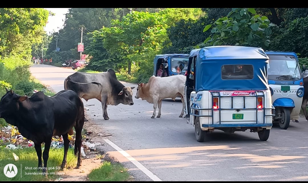 कांवरियों और आम जनता के लिए मुसीबत बने गोवंश ,