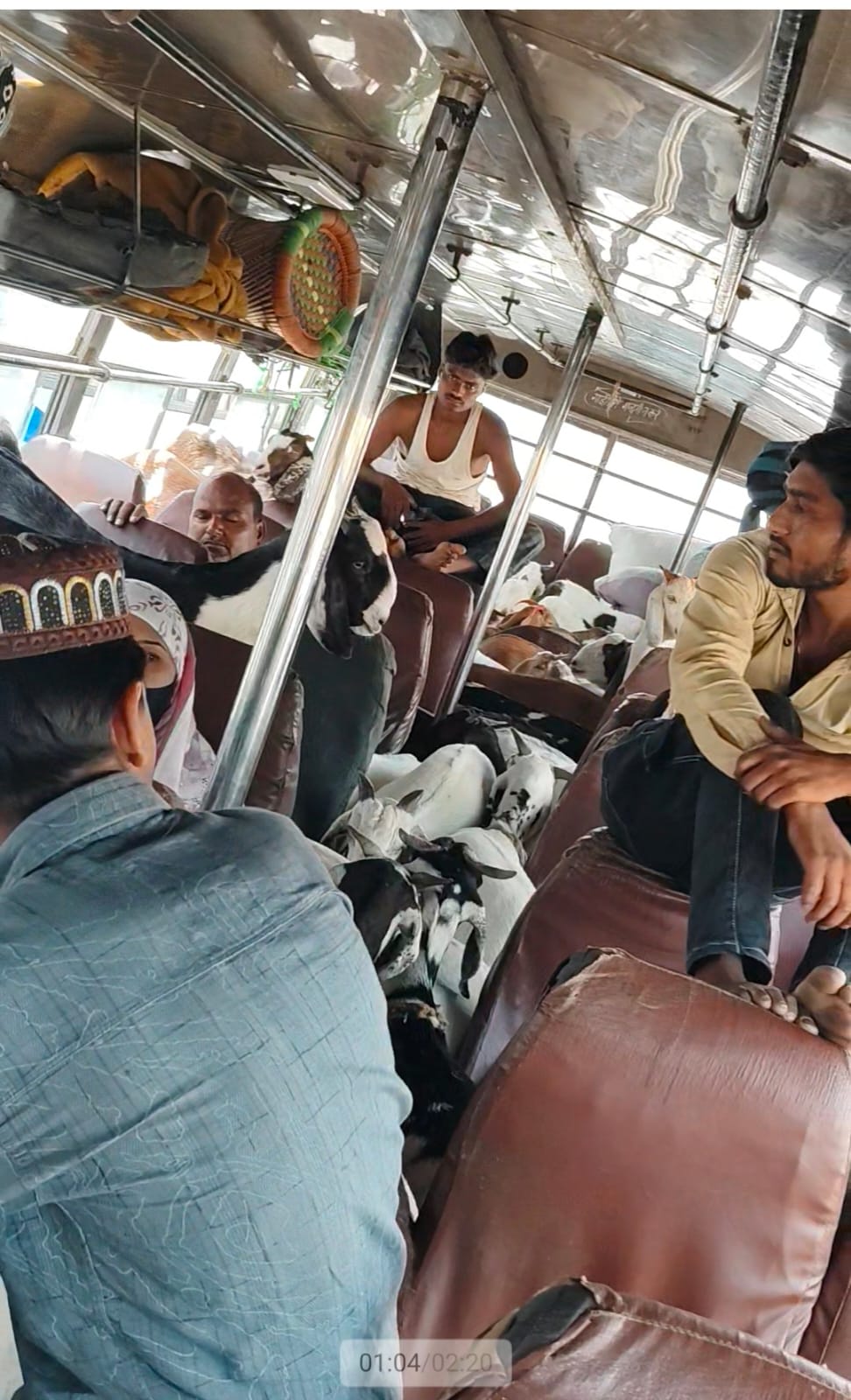संभल में ‘बकरा ट्रांसपोर्ट’ का खेल! डबल डेकर बसों में यात्रियों से ज्यादा बकरे, सिस्टम पर उठे सवाल